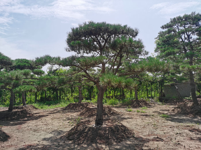 泰安精品造型松基地